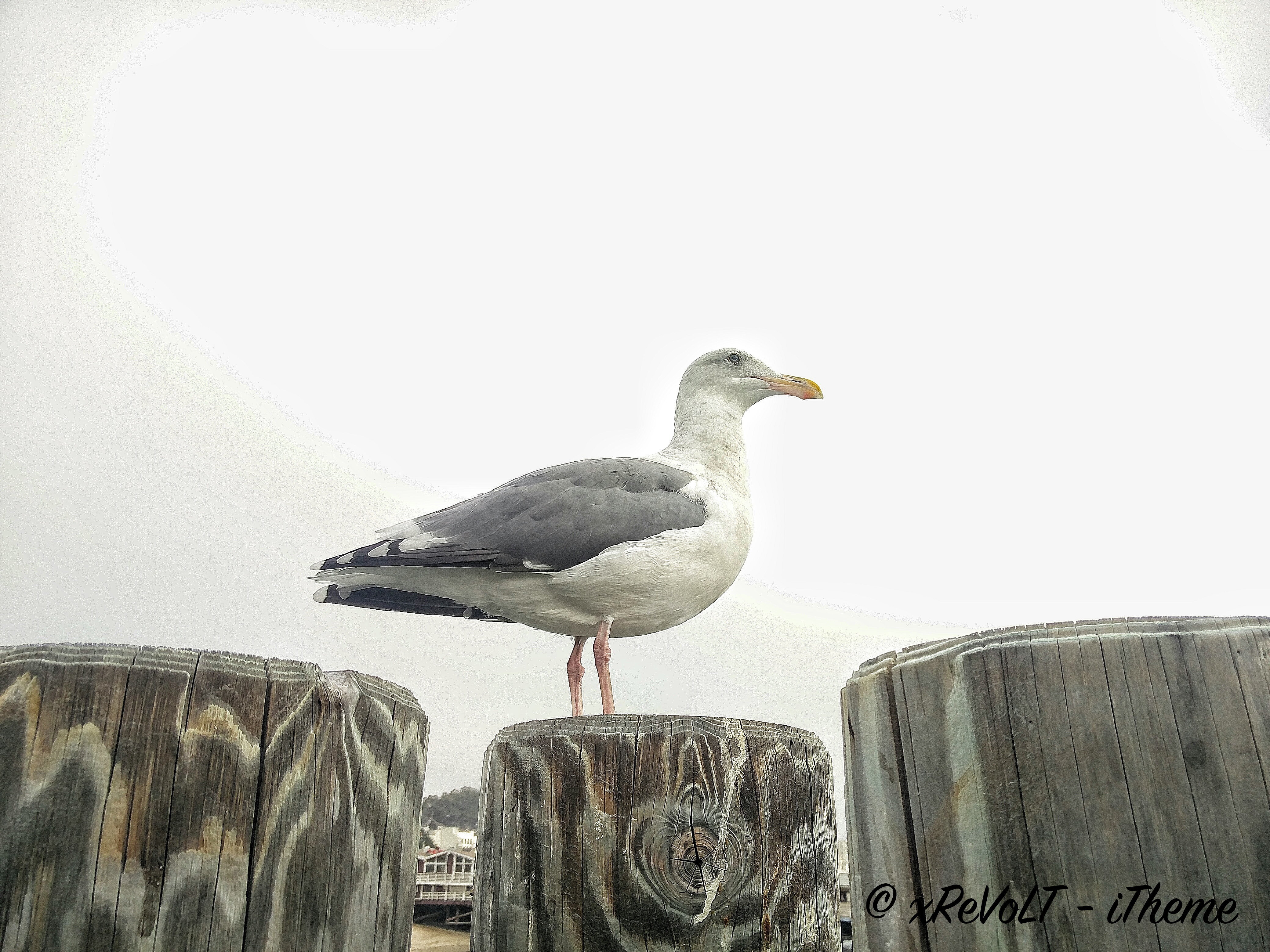 Redondo Beach Pier